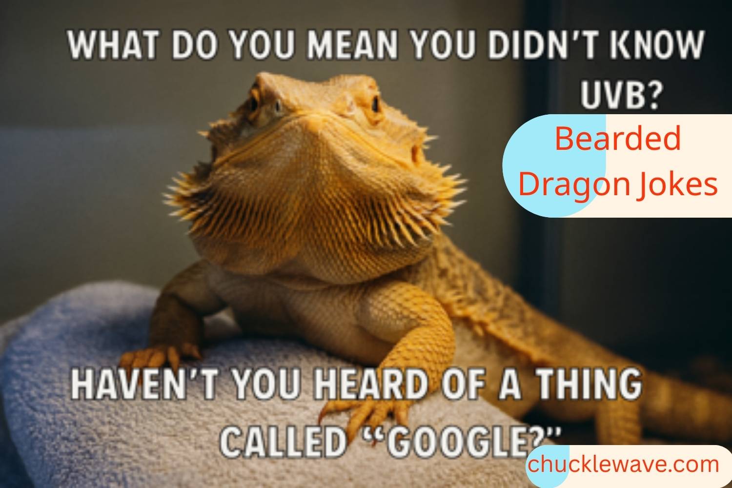 bearded dragon jokes