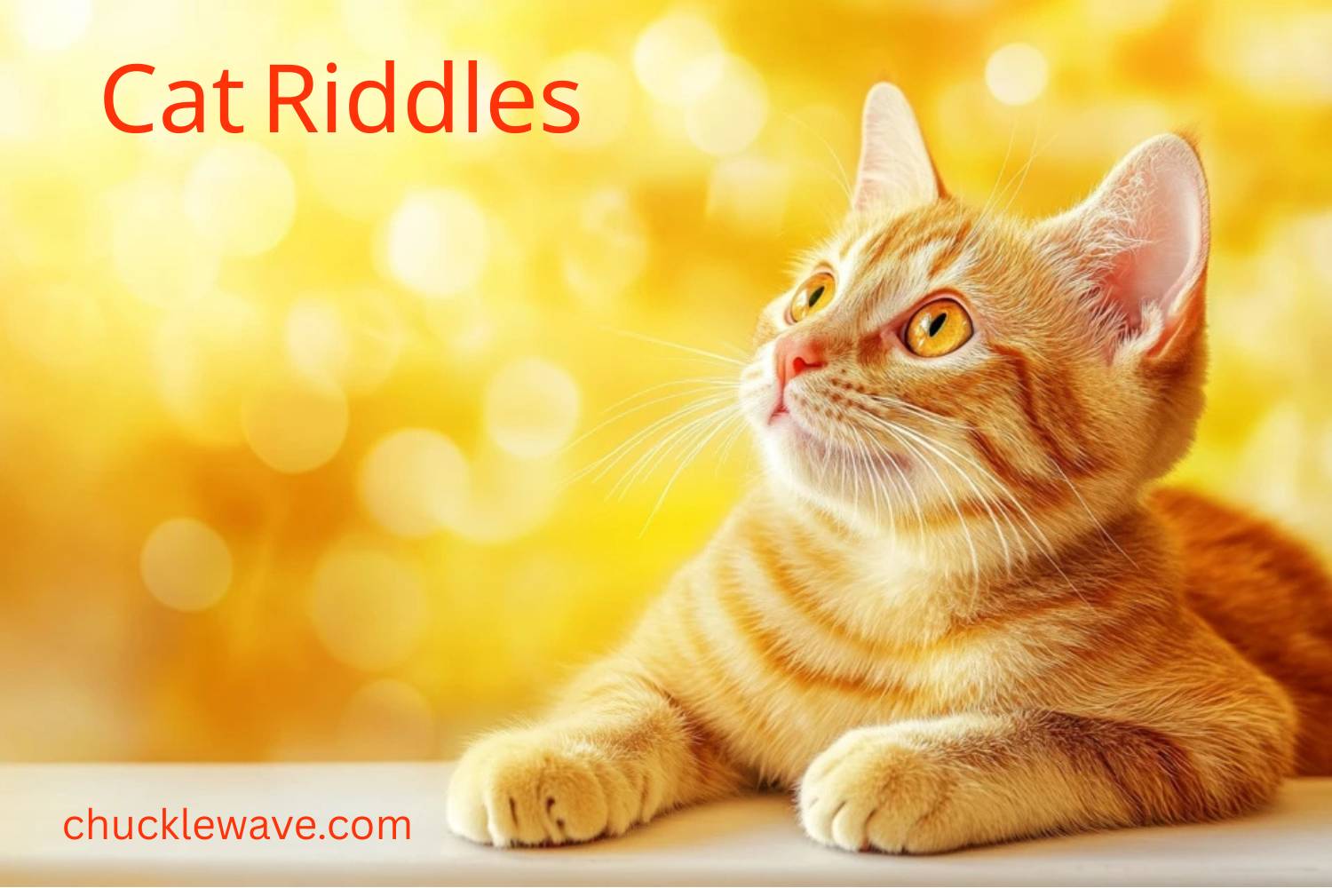 cat riddles