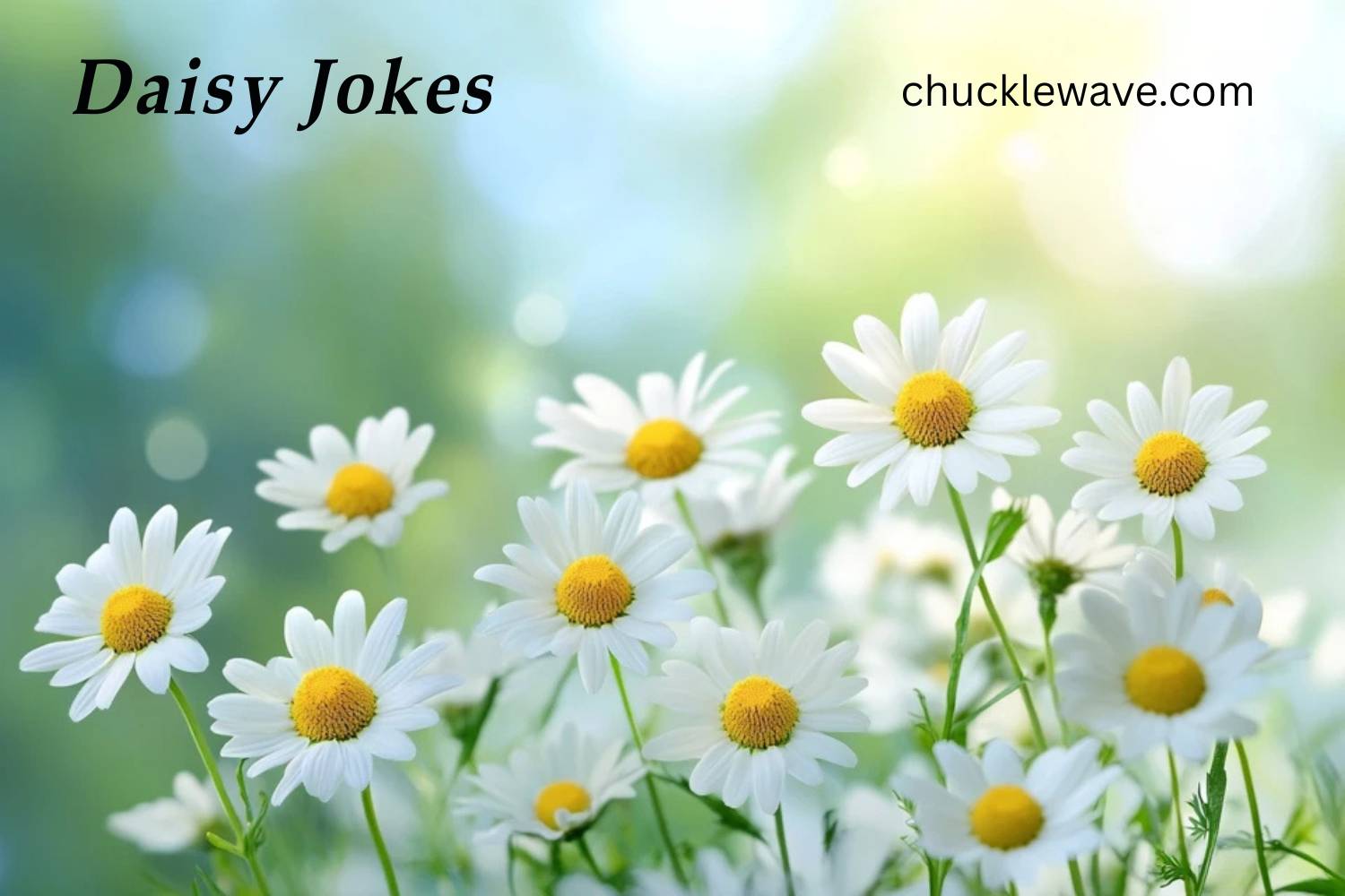 daisy jokes